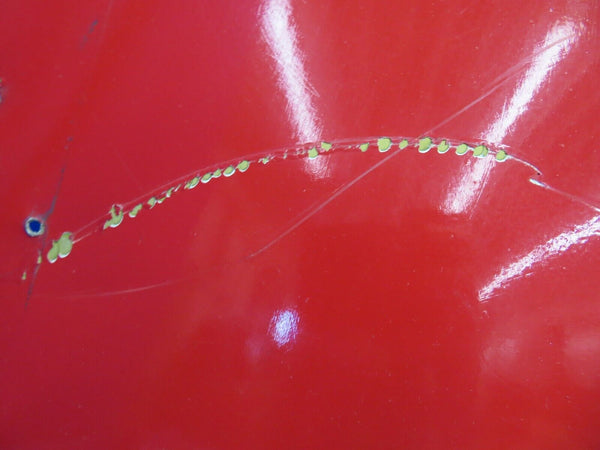Pitts S-1 FWD Fuselage Sheet Metal (0720-461)